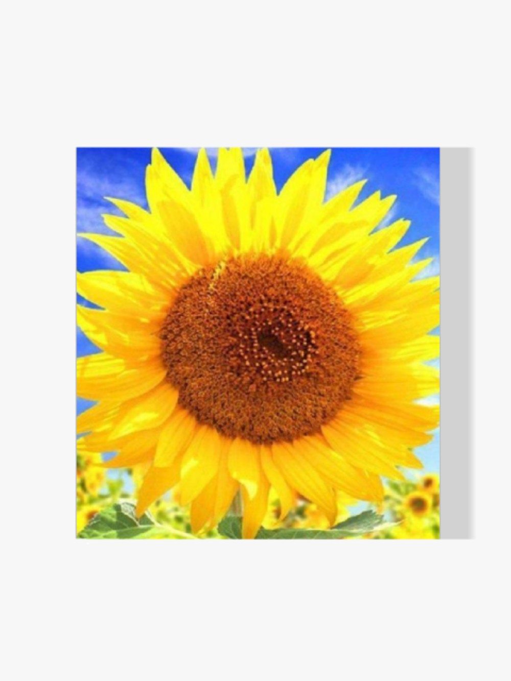 Malen nach Zahlen – Schöne Sonnenblume