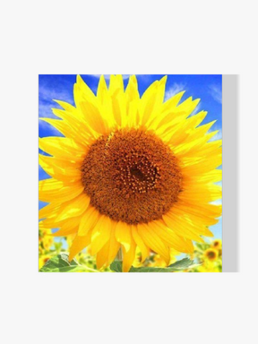 Malen nach Zahlen – Schöne Sonnenblume