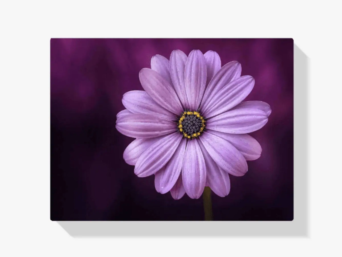 Malen nach Zahlen – Schöne lila Blume