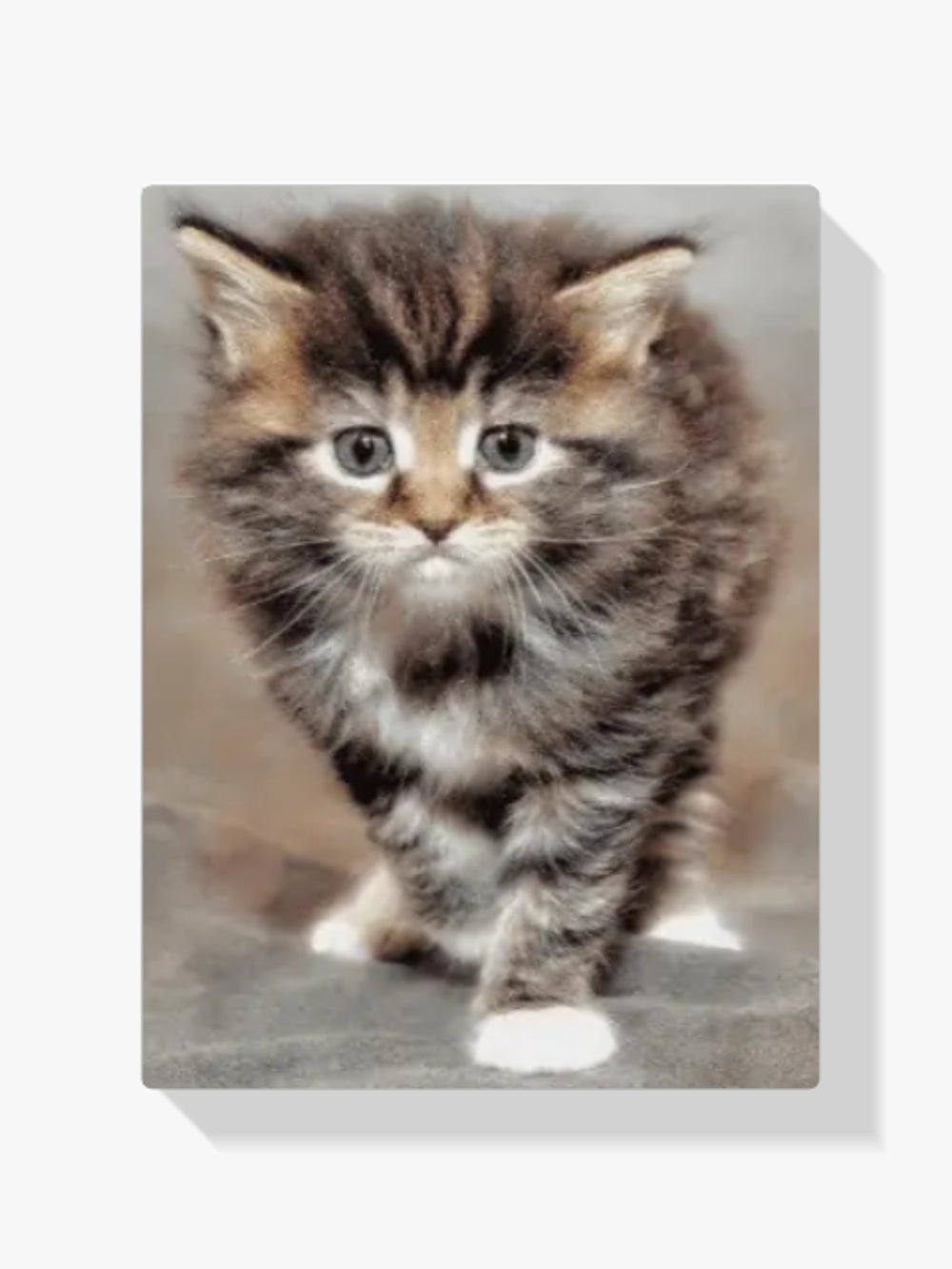 Malen nach Zahlen – Schüchterne Katze