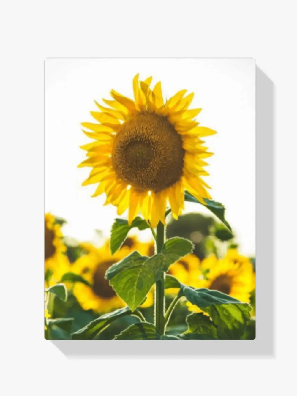 Malen nach Zahlen – Sonnenblume im Feld