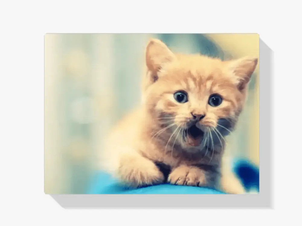 Malen nach Zahlen – Verspielte Katze