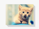 Malen nach Zahlen – Verspielte Katze