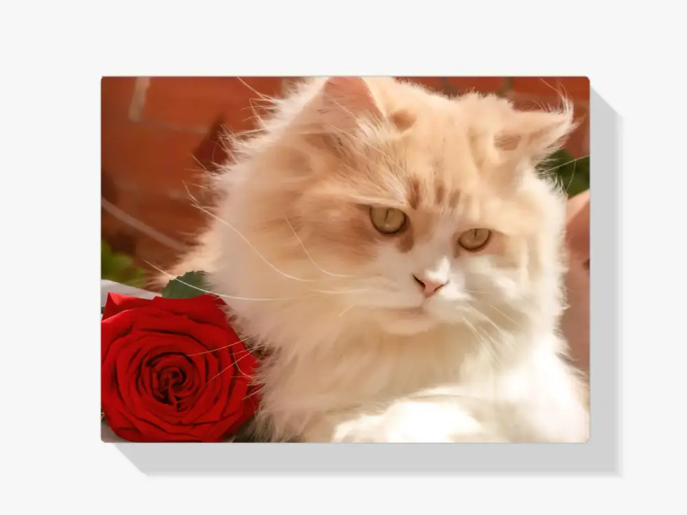 Malen nach Zahlen – Weiße Katze mit Rose