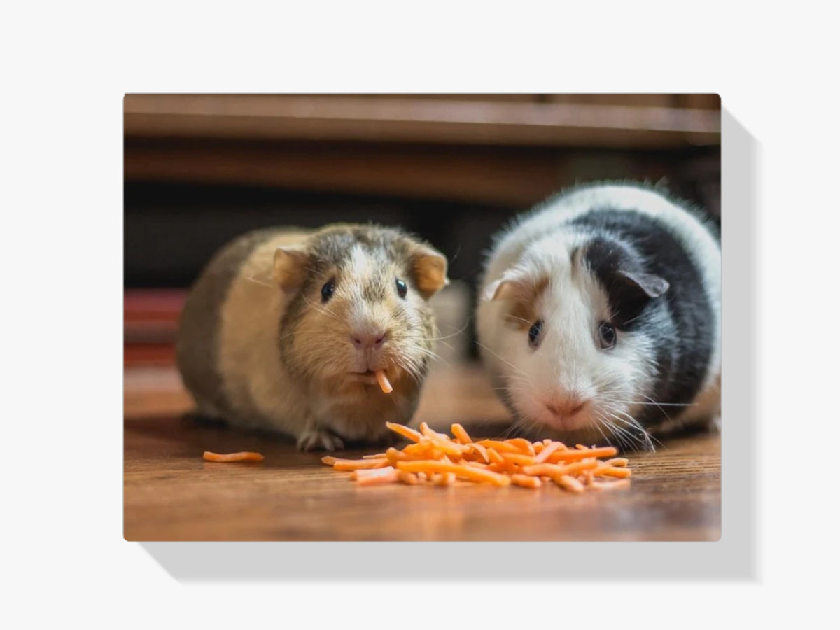 Meerschweinchen knabbern - Malen nach Zahlen