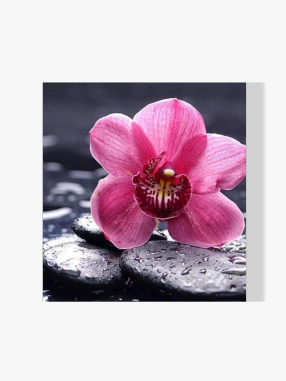 Rosa Blume auf Stein - Malen nach Zahlen