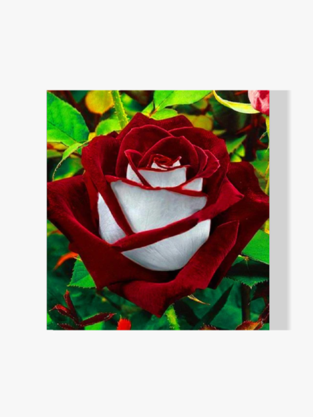 Rose - Malen nach Zahlen