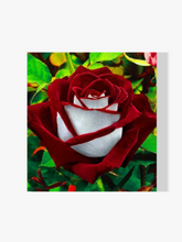 Rose - Malen nach Zahlen