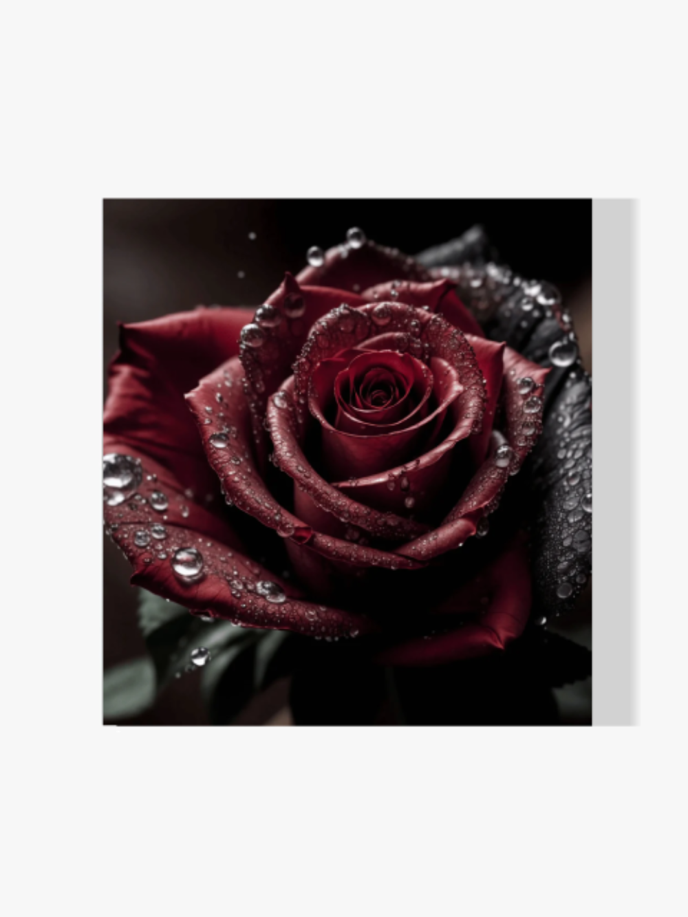 Rote Rose - Malen nach Zahlen