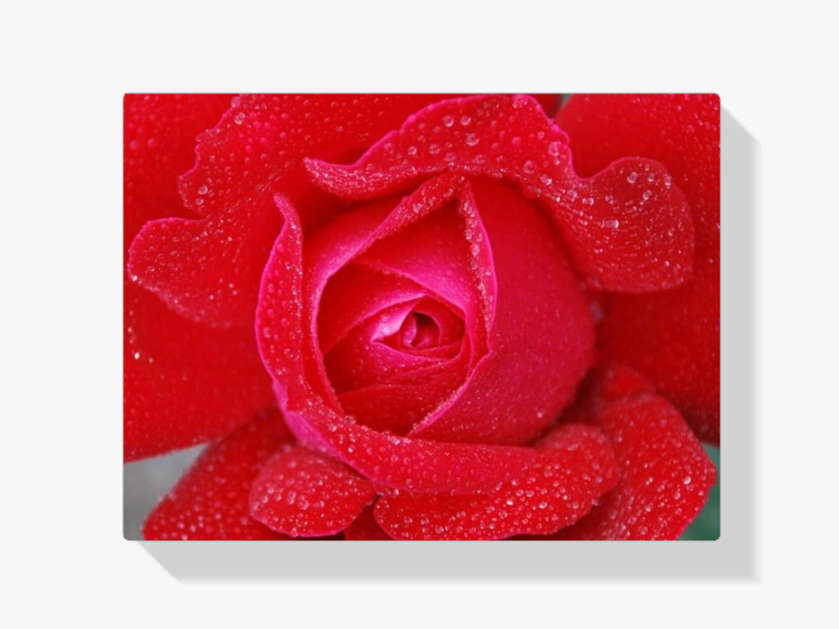 Rote Rose - Malen nach Zahlen