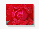 Rote Rose - Malen nach Zahlen