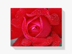 Rote Rose - Malen nach Zahlen