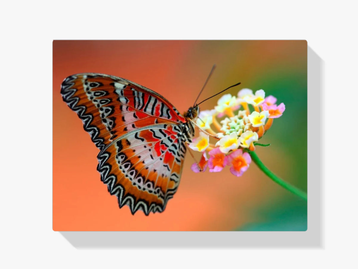 Schmetterling - Malen nach Zahlen