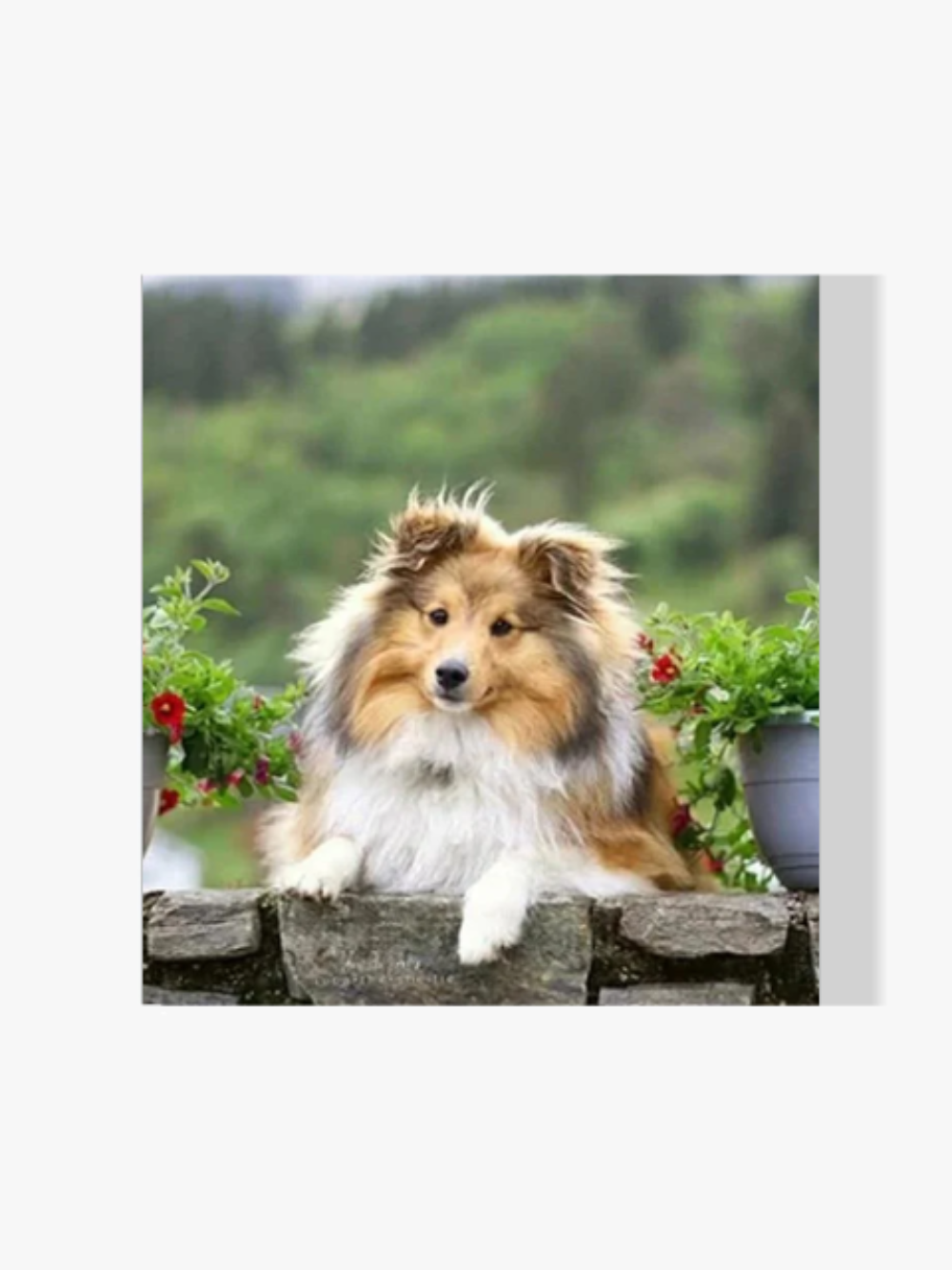 Schottischer Schäferhund - Malen nach Zahlen