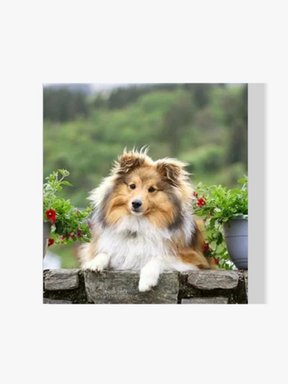 Schottischer Schäferhund - Malen nach Zahlen