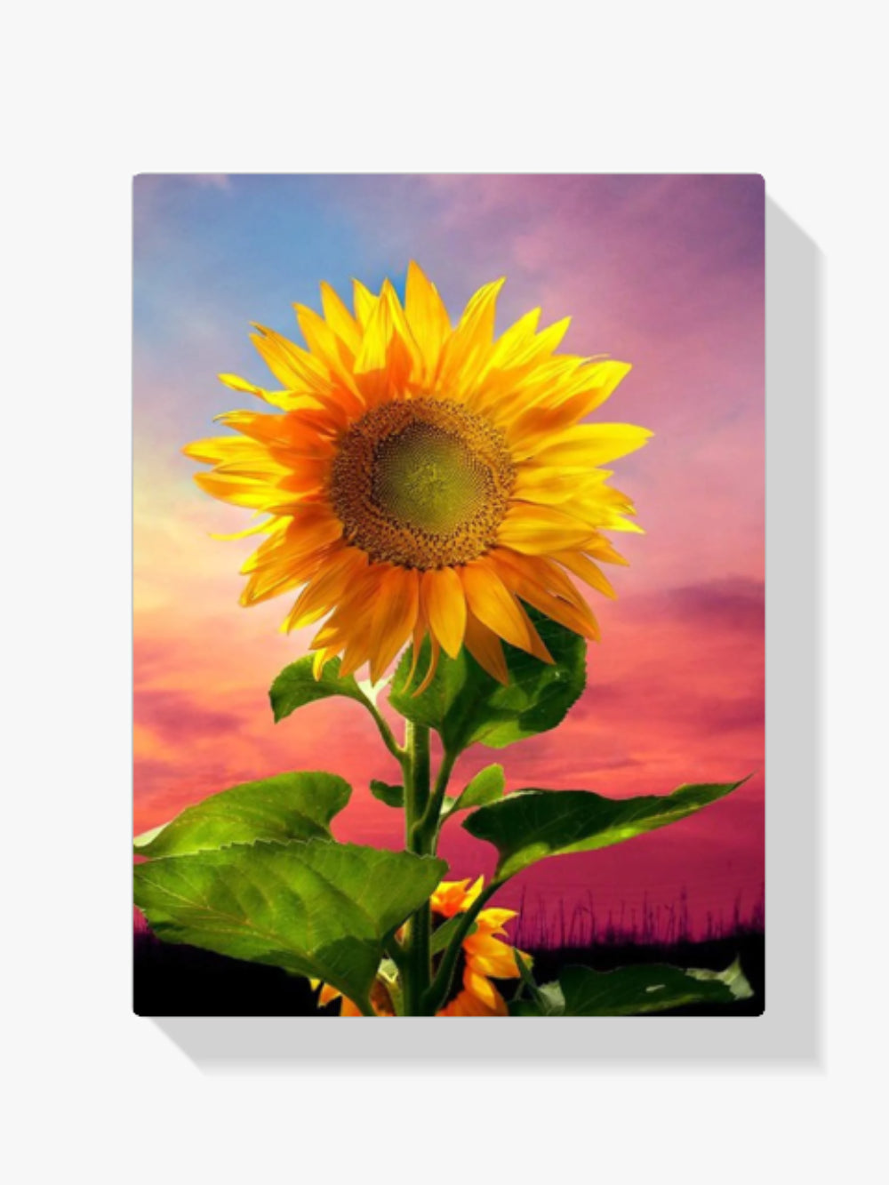 Sonnenblume in der Morgensonne - Malen nach Zahlen