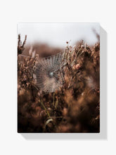 Spinnennetz im Morgentau - Malen nach Zahlen