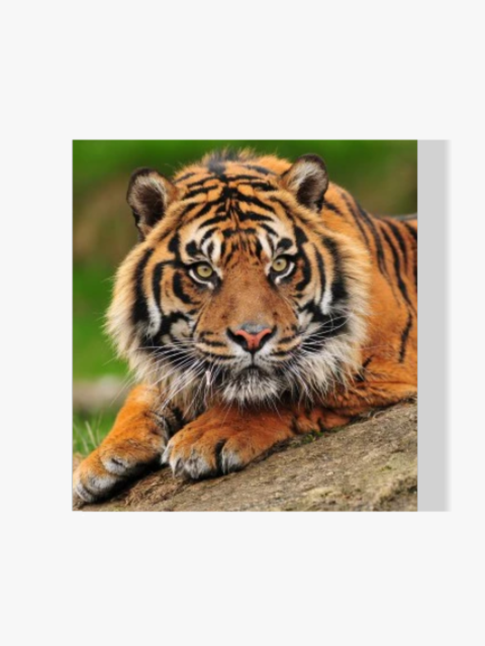 Tiger - Malen nach Zahlen