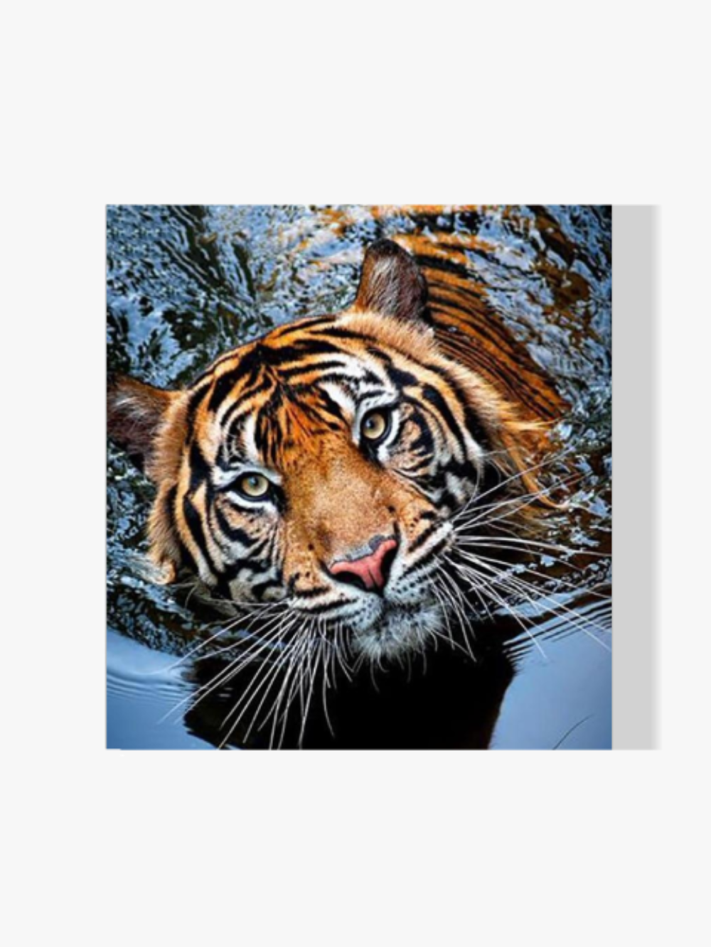 Tiger - Malen nach Zahlen