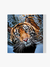 Tiger - Malen nach Zahlen