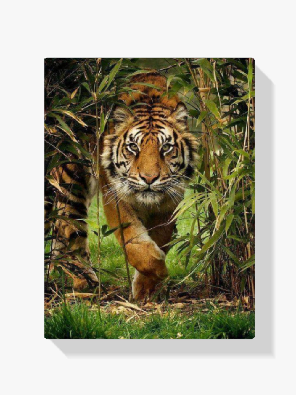 Tiger - Malen nach Zahlen