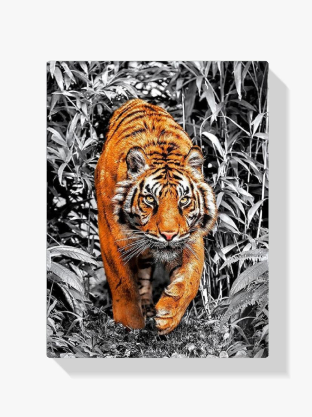 Tiger - Malen nach Zahlen