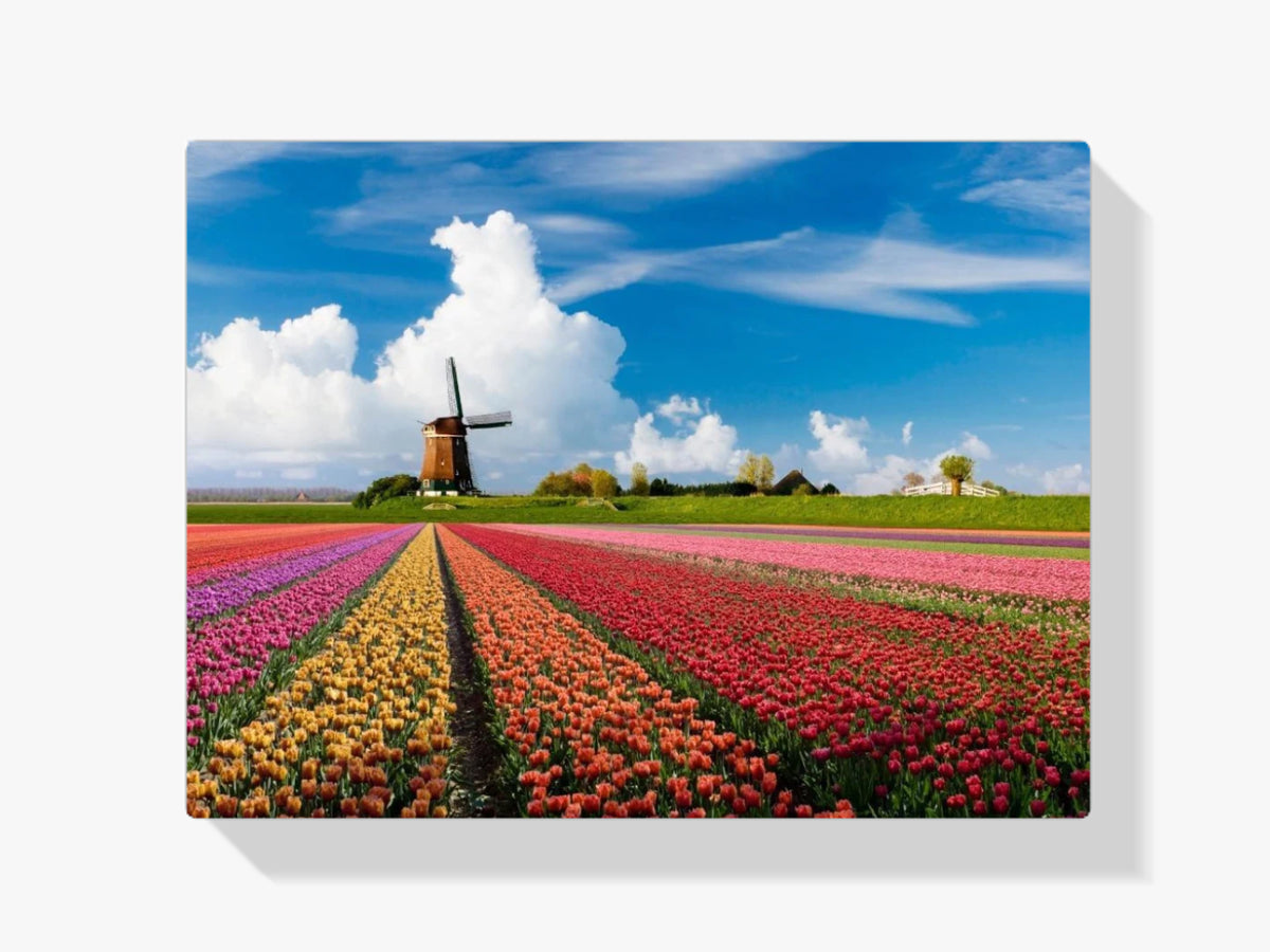 Tulpenfeld mit Windmühle - Malen nach Zahlen