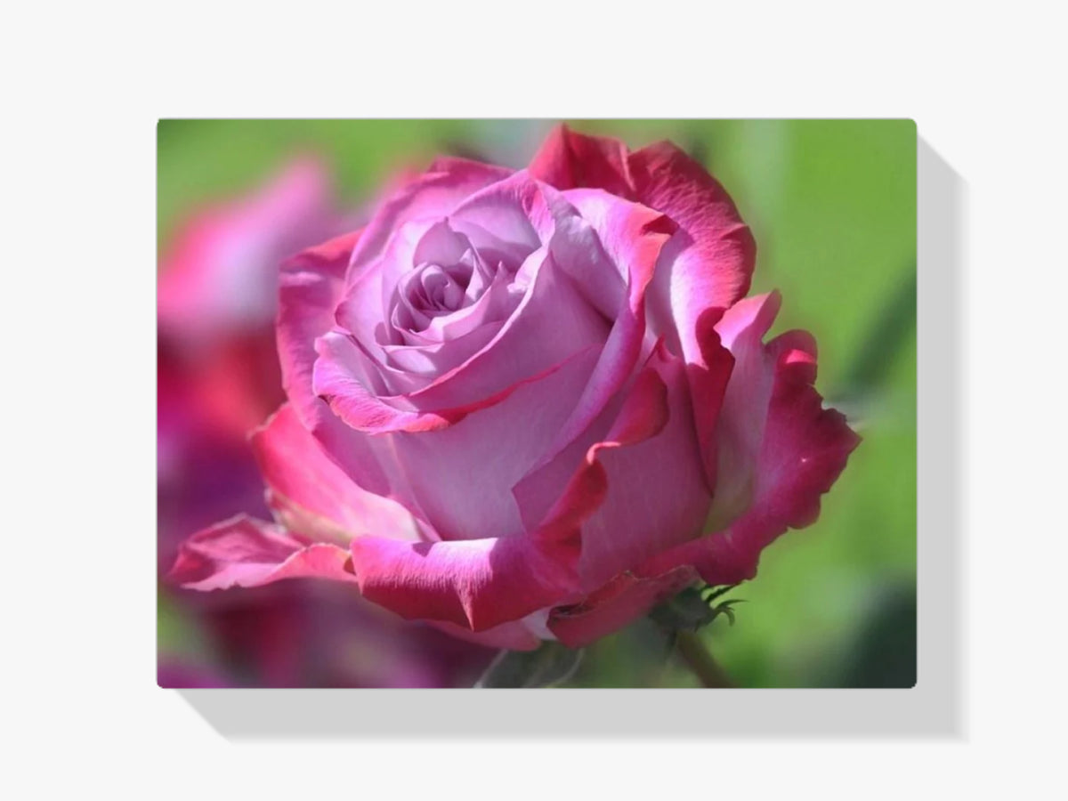 Wunderschöne rosa Rose - Malen nach Zahlen